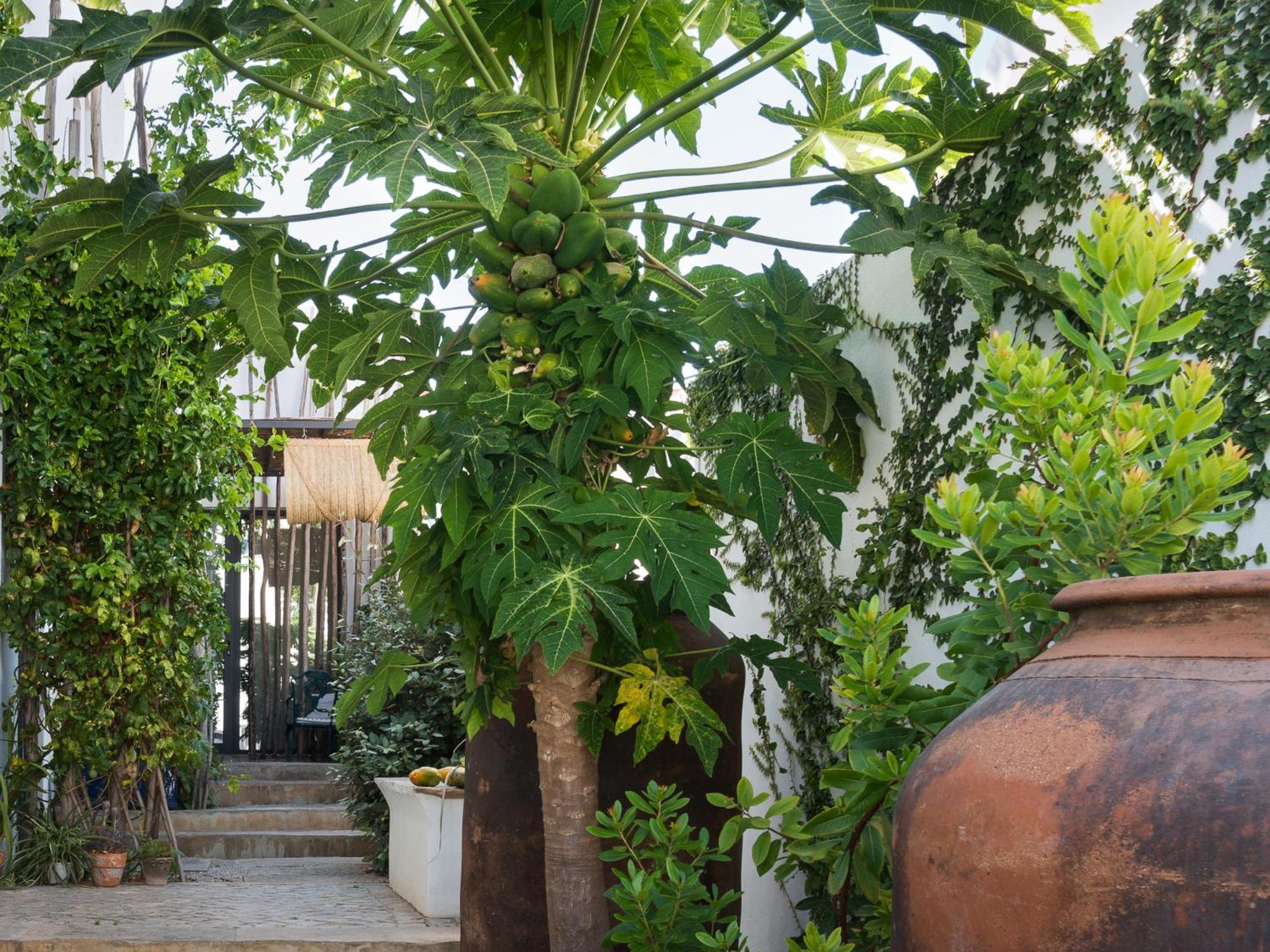 Altanure Almatere - Food Forest Boutique Stay Тавира Екстериор снимка